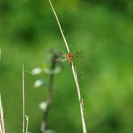 Otterhaus * Trippstadt