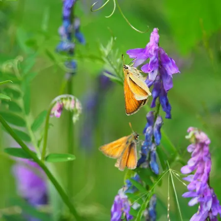 Apartment Otterhaus *